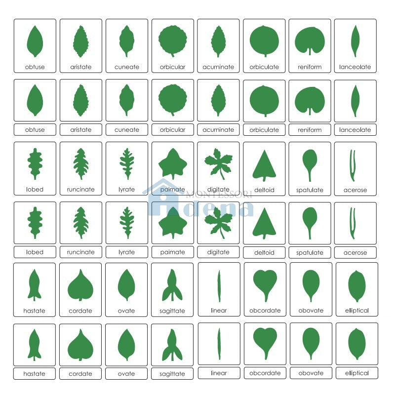 Botany Cabinet: Nomenclature Cards – Montessori Toys