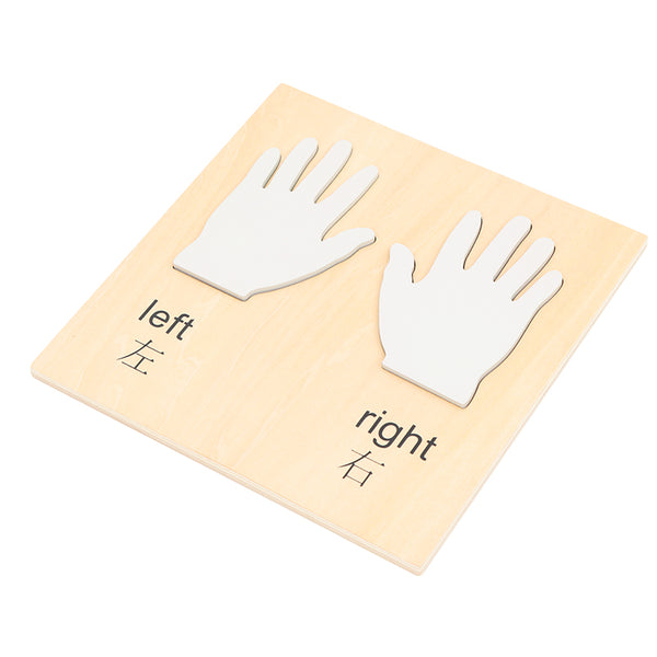 Hands(right and left hand)