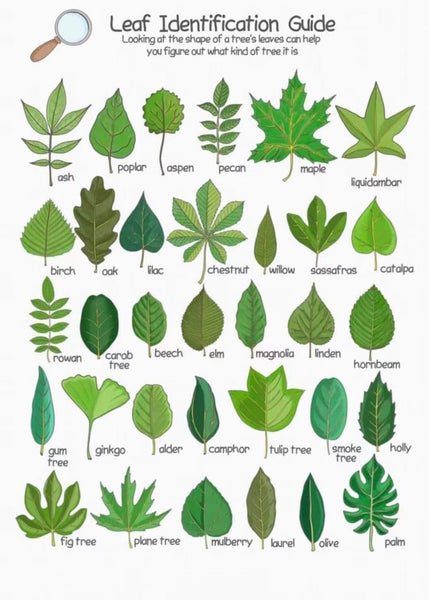 Botany Leaf Cabinet with Insets