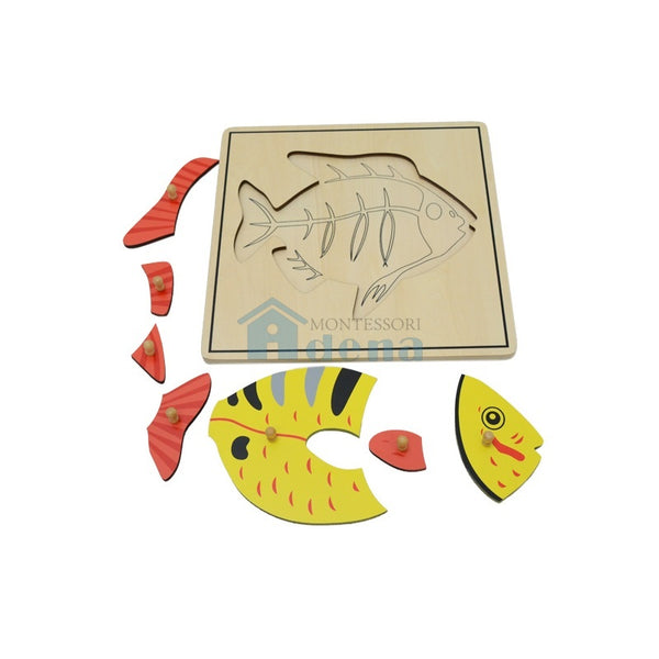 Skeleton Puzzle