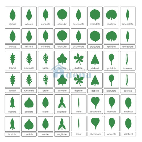 Botany Cabinet: Nomenclature Cards