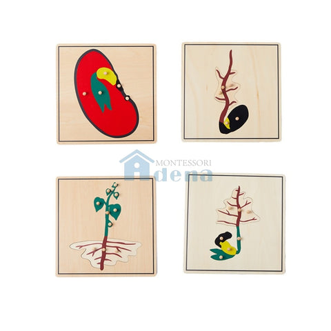 Life Cycle of Seed Puzzle -SET of 4