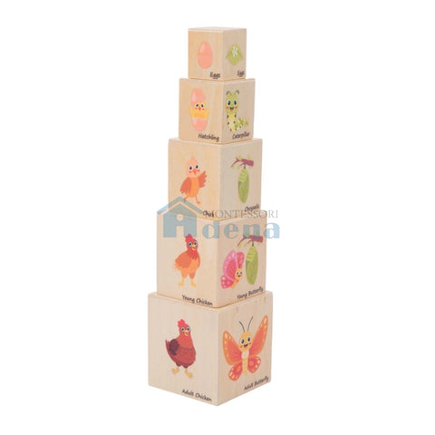 Life Cycle Box Set