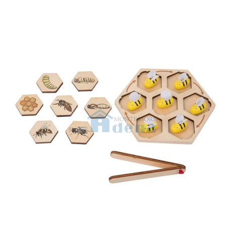 Life Cycle of Honey Bee