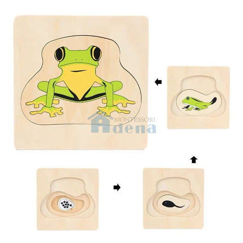 Life Cycle of Frog Puzzle