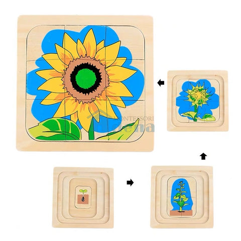 Life Cycle of Sunflower Puzzle