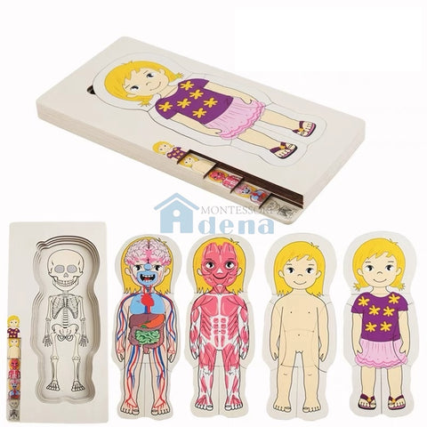 Adena Montessori Children Wood Toys Body Puzzle of Woman