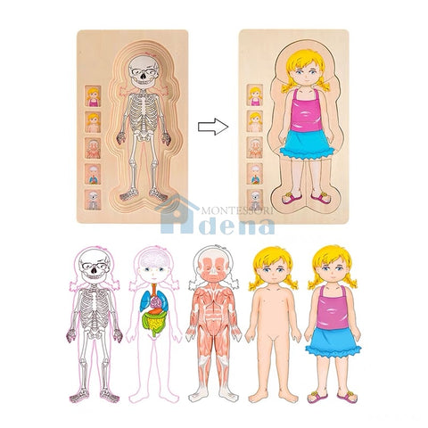 Adena Montessori Children Wood Toys Body Puzzle of Woman