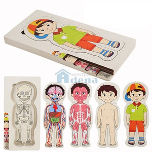 Adena Montessori Children Wood Toys New Body Puzzle of Man