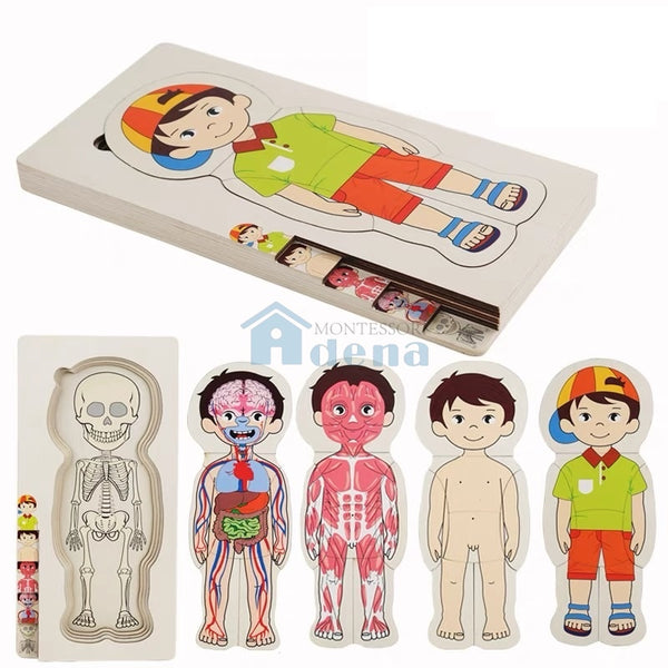 Adena Montessori Children Wood Toys New Body Puzzle of Man