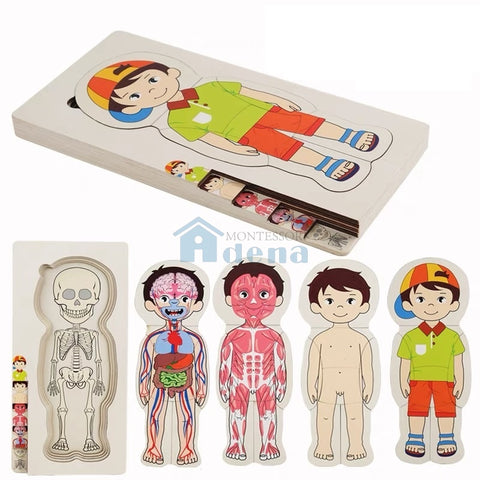 Adena Montessori Children Wood Toys New Body Puzzle of Man
