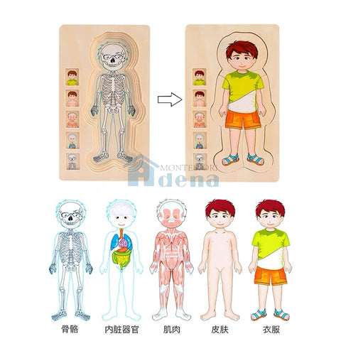 Adena Montessori Children Wood Toys Body Puzzle of Man