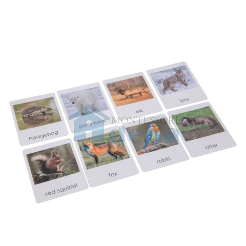 European Wildlife  Sorting Cards EN with album