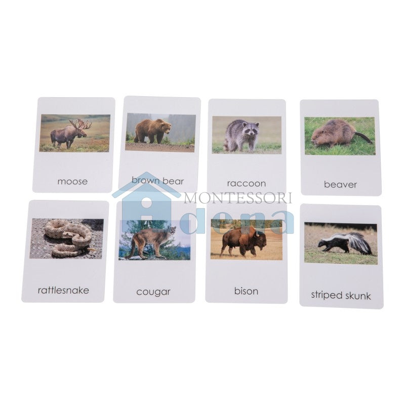 North American   Wildlife  Sorting Cards EN with album