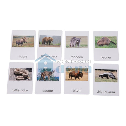 North American   Wildlife  Sorting Cards EN with album
