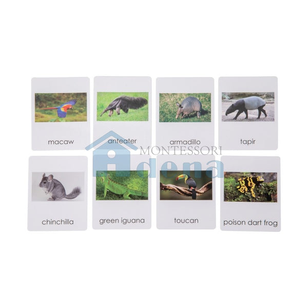 South American   Wildlife  Sorting Cards EN with album