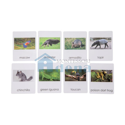 South American   Wildlife  Sorting Cards EN with album
