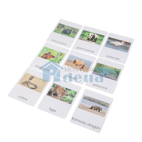 Asian Wildlife  Sorting Cards EN with album