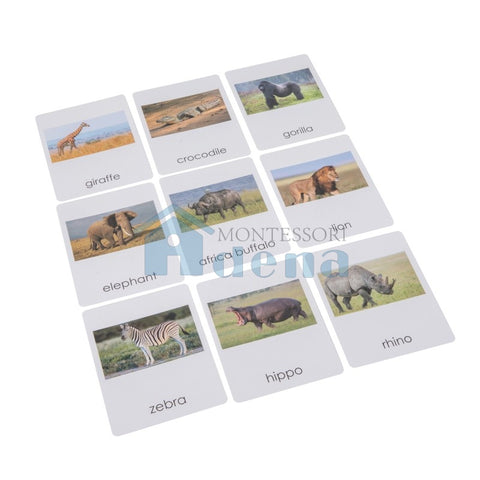 Africa Wildlife  Sorting Cards EN with album