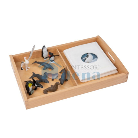 Animal from Antarctica Objects with Sorting Cards with tray