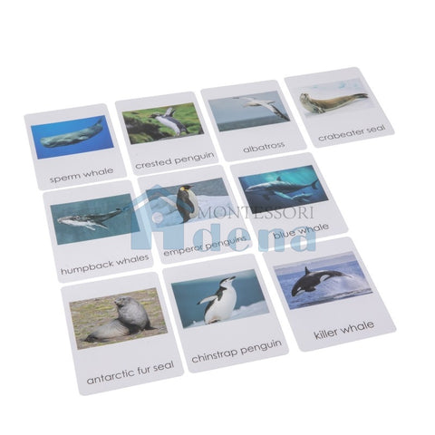 Sorting Cards for Animals from Antarctica