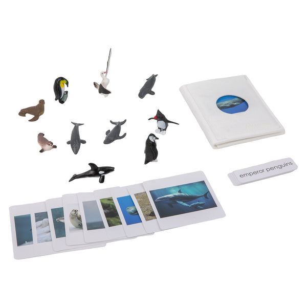 Sorting Cards for Animals from Antarctica