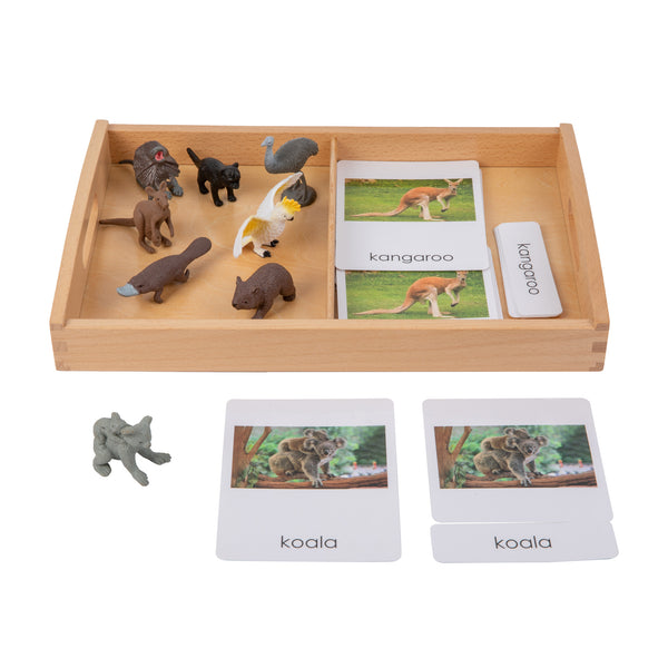 Oceania Wildlife objects  with Sorting Cards and Tray