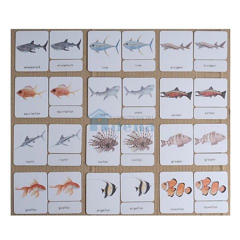Fish 3-Part Cards English w/ Stand