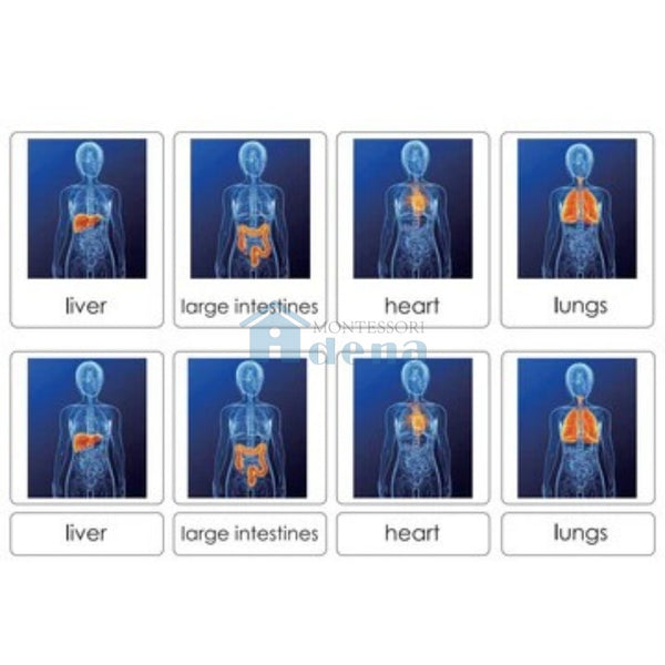Sorting Cards-Human Organs EN