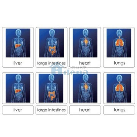 Sorting Cards-Human Organs EN