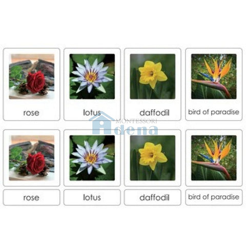 Sorting Cards-Flower EN