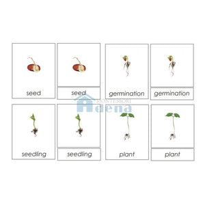 Sorting Cards-Seed Life Cycle EN