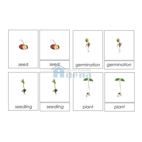 Sorting Cards-Seed Life Cycle EN