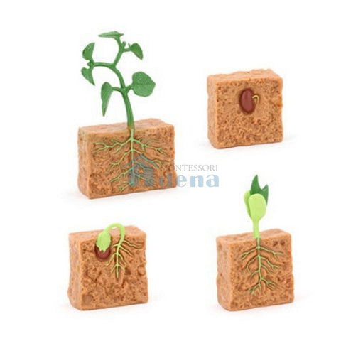 Life Cycle Objects - Seed