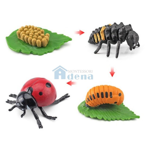 Life Cycle Objects- Ladybug