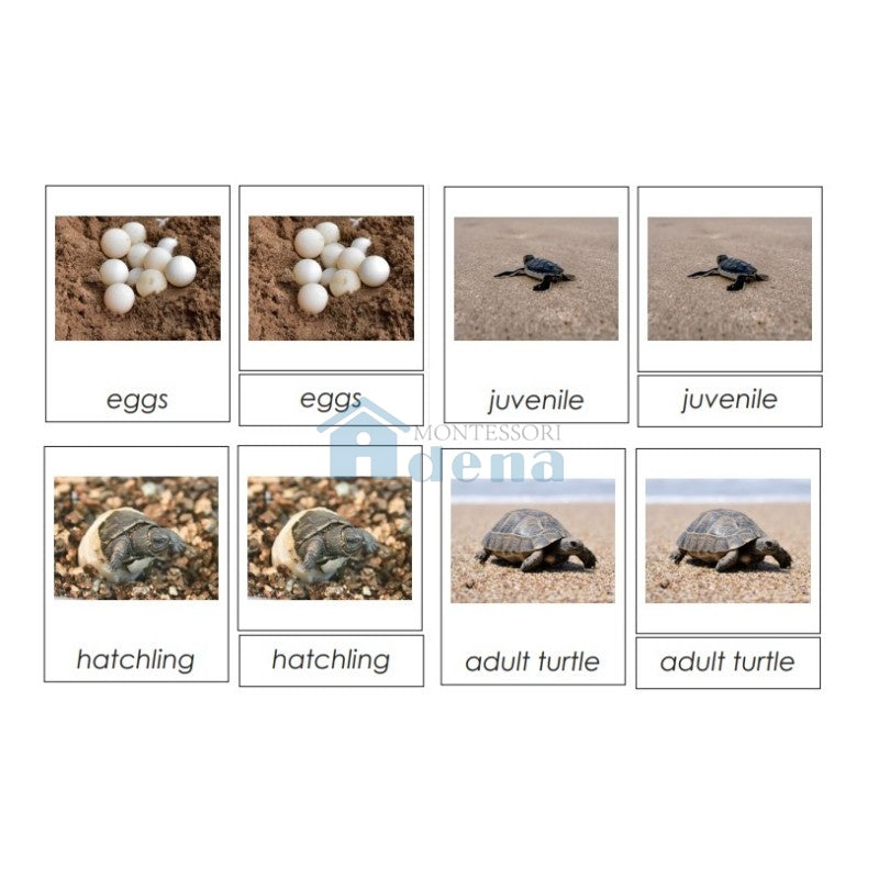 Sorting Cards-Ladybug Life Cycle EN