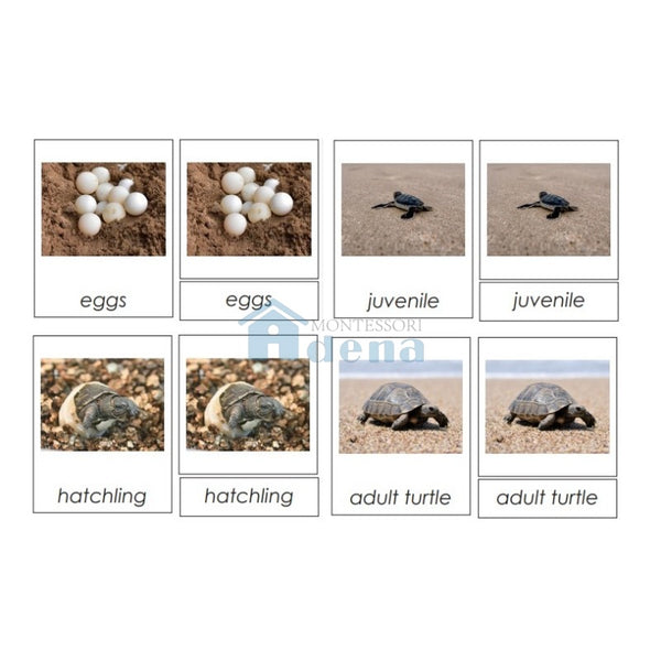 Sorting Cards-Ladybug Life Cycle EN