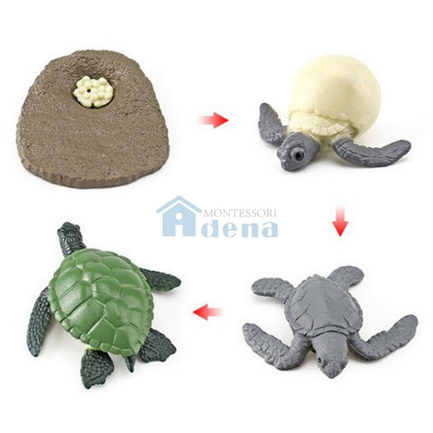 Life Cycle Objects -Turtle