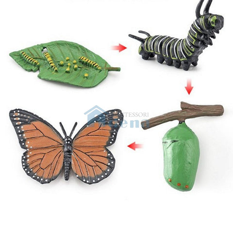 Life Cycle Objects - Butterfly