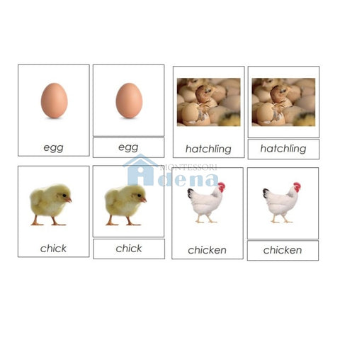 Sorting Cards-Chick Life Cycle EN