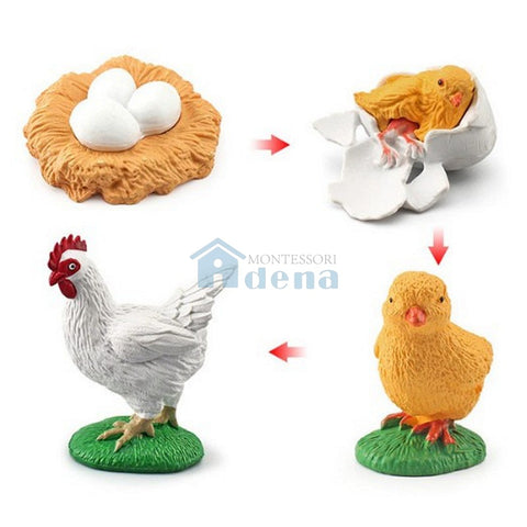 Life Cycle Objects - Chick
