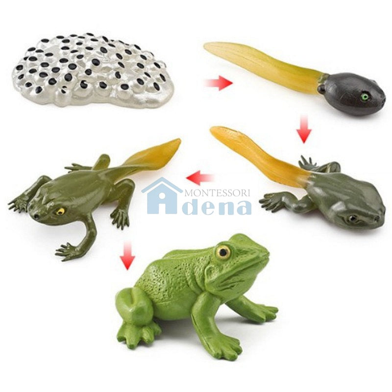 Life Cycle Objects - Frog