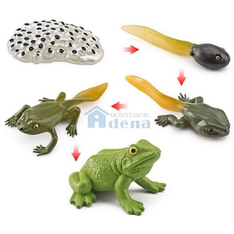 Life Cycle Objects - Frog