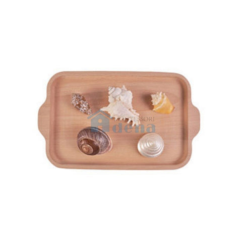Nomenclature Objects -Shells with wooden tray